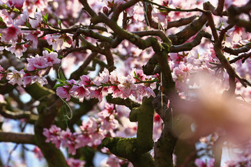Beautiful peach blossom