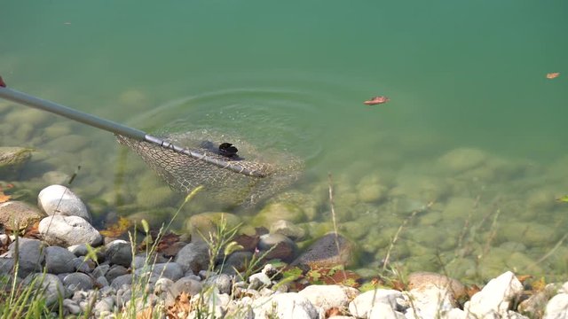 no kill at carp fish