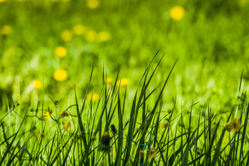 Obraz premium Green Grass Lawn