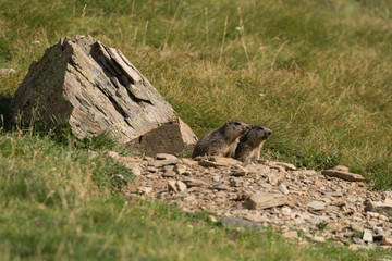 marmotte