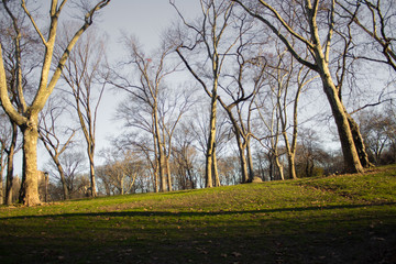 Central Park