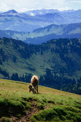 Naklejka premium Wandern an einem Sonntag auf der Nagelfluhkette in den Allgäuer Aplen
