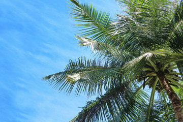 View of beautiful tropical palms against blue sky