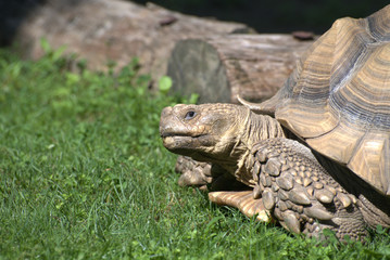 Galapagos Schildkröte