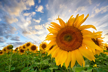 Sommer - Sonnenblumen in voller Blüte