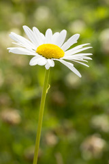 Obraz premium Oxeye Daisy Flower Close Up