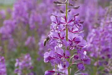 Fireweed Flowers with Bees