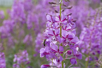 Fireweed Flowers with Bees