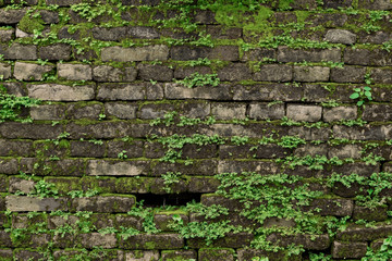 Old dark brick wall with  green moss.