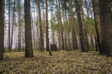 Pine Forest Spring Morning