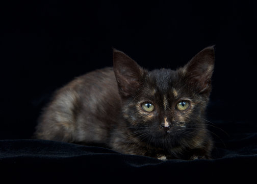 Portrait of a Tortie tabby kitten laying on a black velvet blanket looking at viewer. Copy space.