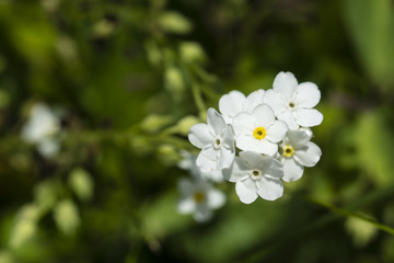 Myosotis - White Flowers of Forgetfulness.