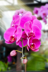 background beautiful beauty bloom blooming, blossom botany bouquet bright closeup colorful column decoration farm,orchids