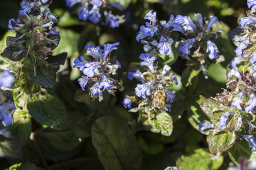Bee pollinating dew with blue flowers.