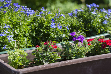 Colorful flowers of rockers planted in a box.