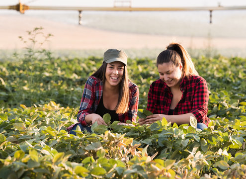 Two beautiful and young farmer girls examining crop of soy bean in fields during summer