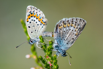 Silver-studded blue