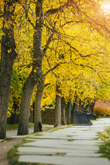Autumn park in Europe
