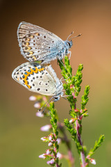 Silver-studded blue