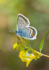 Silver-studded blue