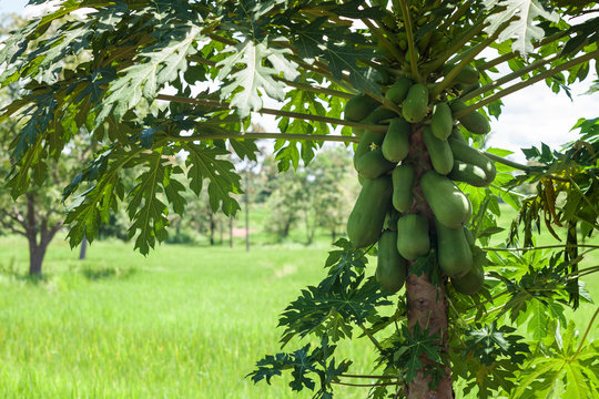 Papaya am Baum