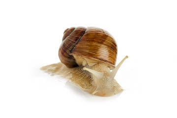 Large garden snail