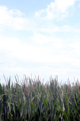 Fototapeta premium Natur