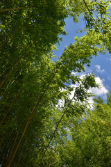 Bambous verts au jardin en été