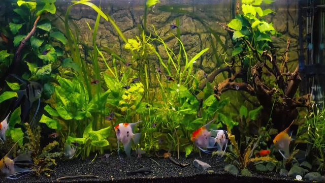 Fish tank time-lapse