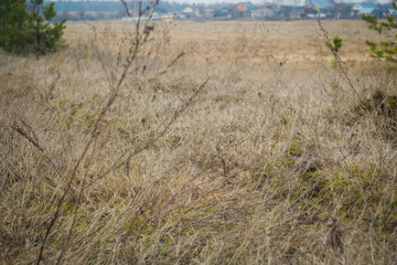 Spring Dry Grass