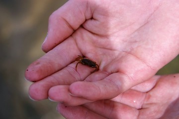 Obraz premium Tiny crab by the seaside