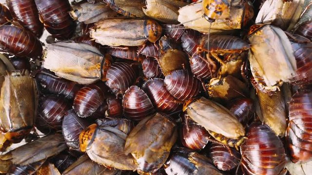 Insects, many cockroaches. 

