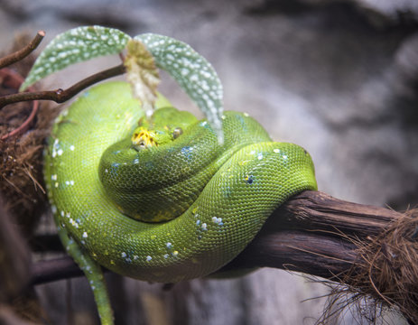 A close-up view of a green tree python slithering on a tree.