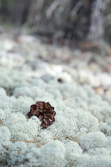 Moss, sphagnum, macro close