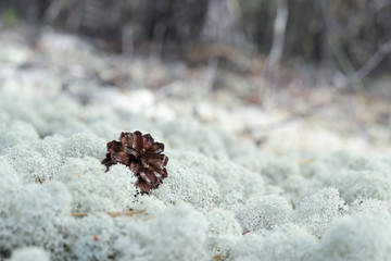 Moss, sphagnum, macro close