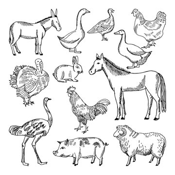 Farm animals set in hand drawn style. Vector illustrations