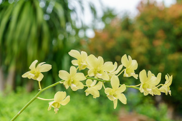 Beautiful yellow Dendrobium Orchids in the garden
