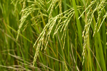 Jasmine Rice field