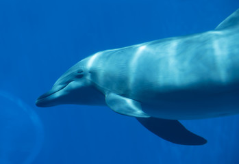 Fototapeta premium Bottlenose dolphin (tursiops truncatus), underwater view