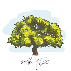 Oak tree hand drawn vector illustration