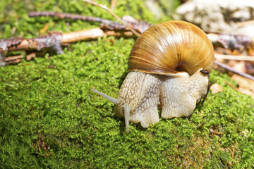 Weinbergschnecke - Schneckenhaus - Moos - Allgäu