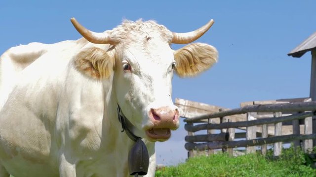 white cow grazing eating chewing green grass in slow motion hd