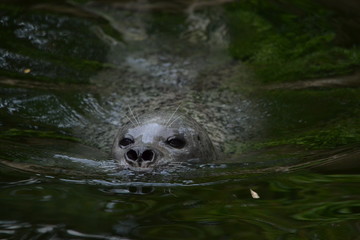 schwimmender Seehund