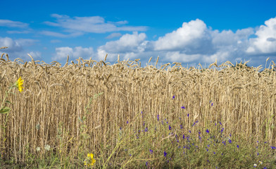Wheat yellow field behind the city