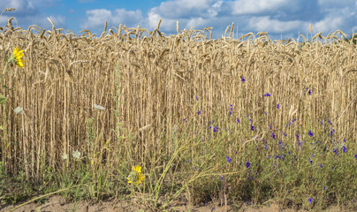 Wheat yellow field behind the city