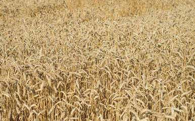 Wheat field outside the city