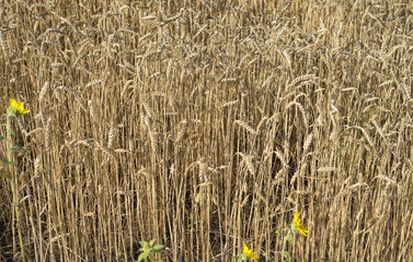 Wheat field outside the city
