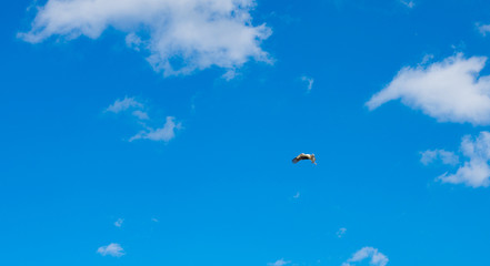 Naklejka na ściany i meble Blue sky with a stork in flight
