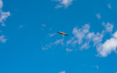 Naklejka na ściany i meble Blue sky with a stork in flight