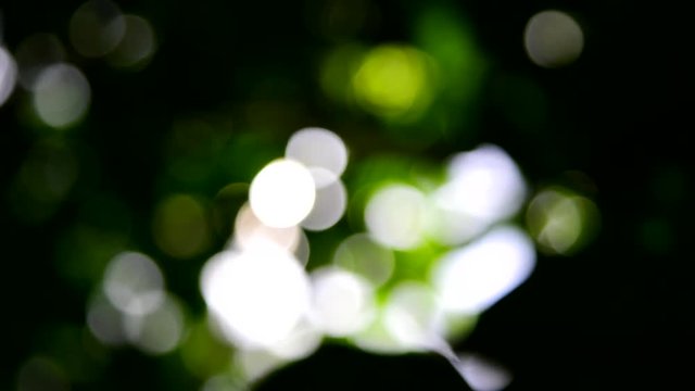 tree leaves illuminated by sun light, natural background, boken background.